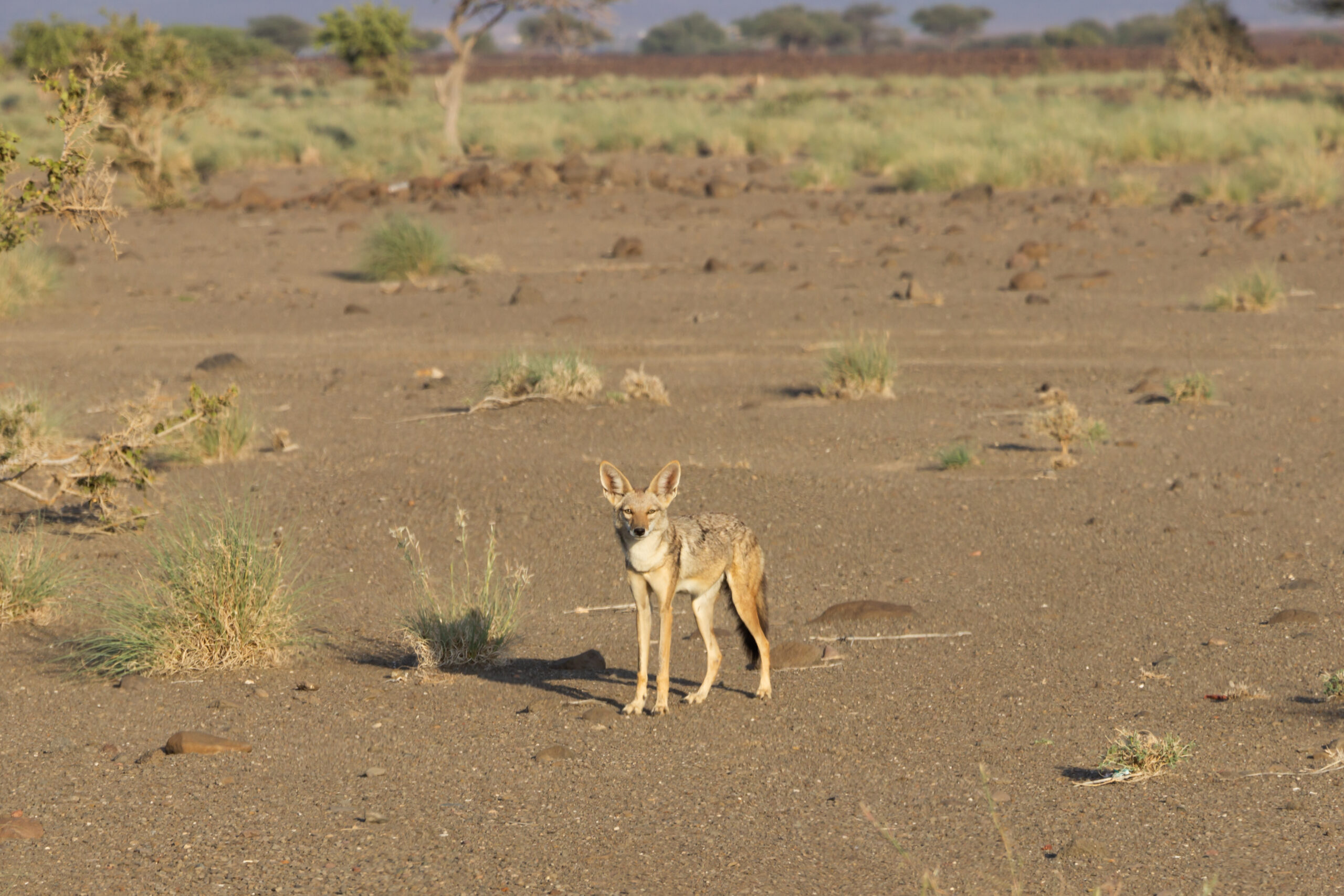 Tales of the Djibouti By Camille Massida